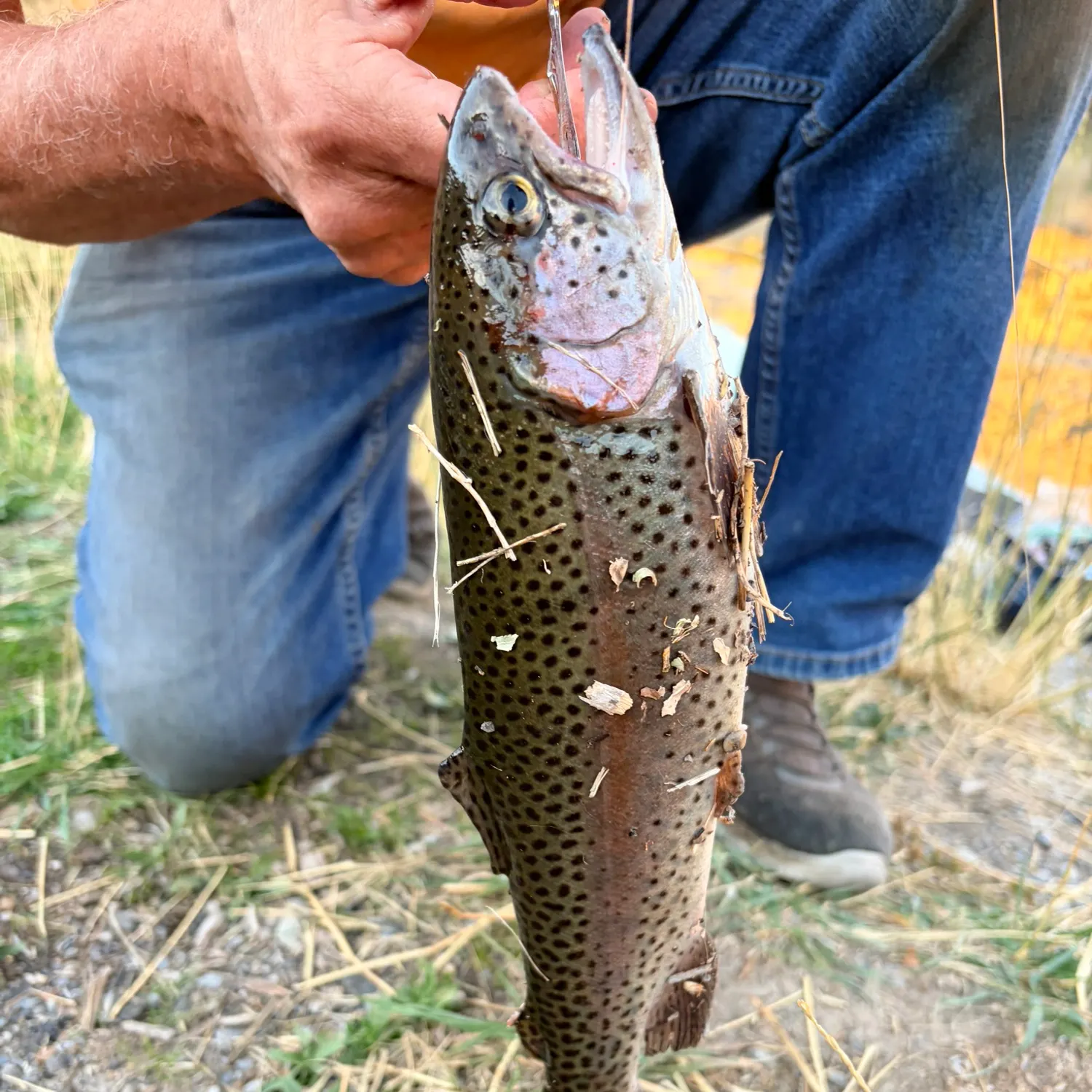 Fish caught on Fishbrain