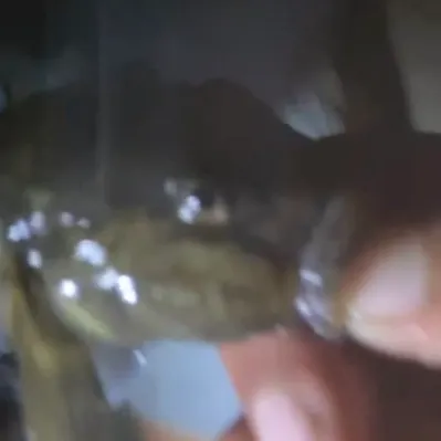 The most recent Black goby catches on Fishbrain