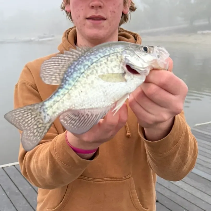 Black crappie caught on Fishbrain