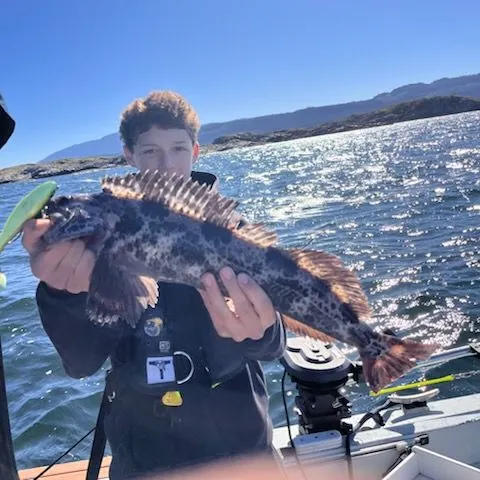 Lingcod caught on Fishbrain