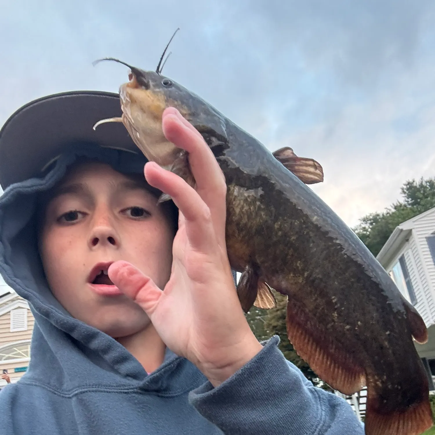 Brown bullhead caught on Fishbrain