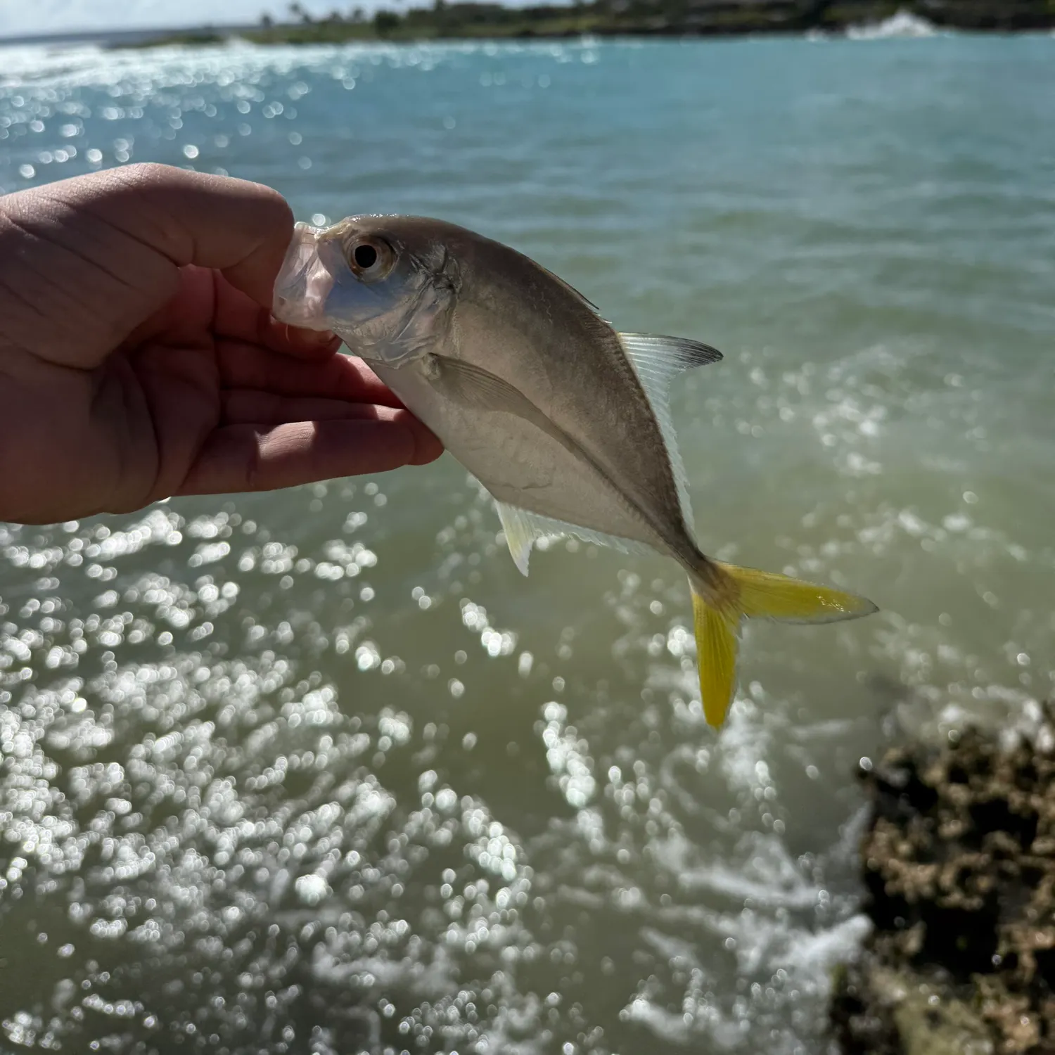 The most recent Horse-eye jack catches on Fishbrain