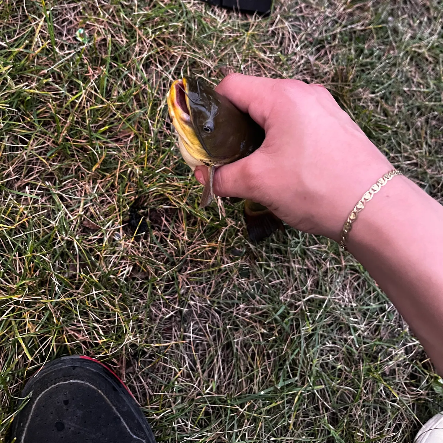Yellow bullhead caught on Fishbrain