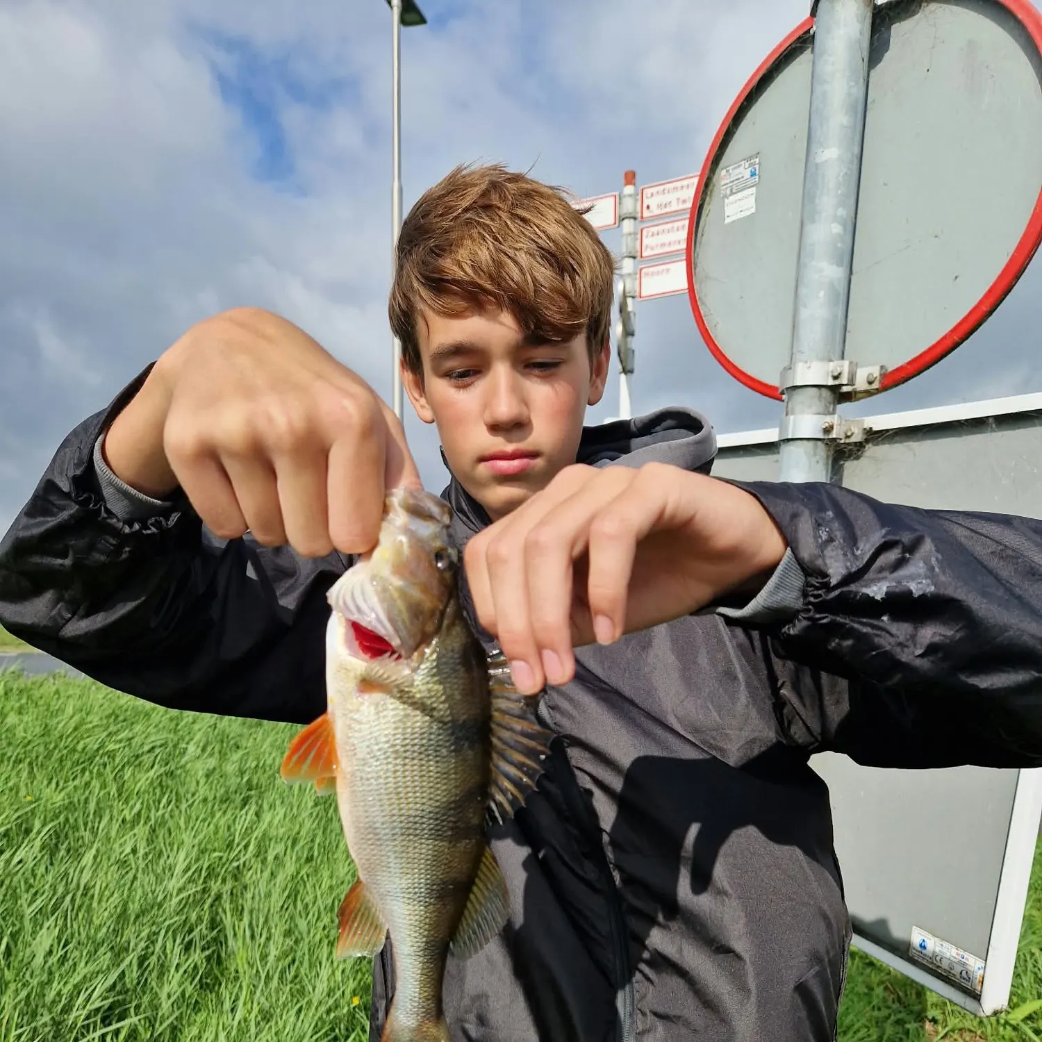 European perch caught on Fishbrain