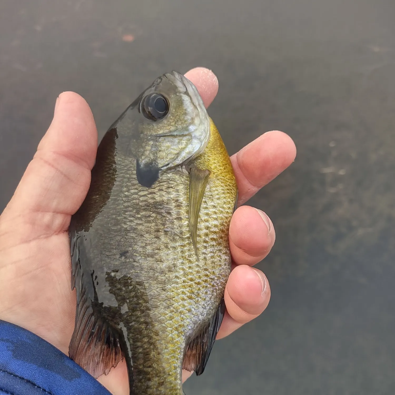 Bluegill caught on Fishbrain