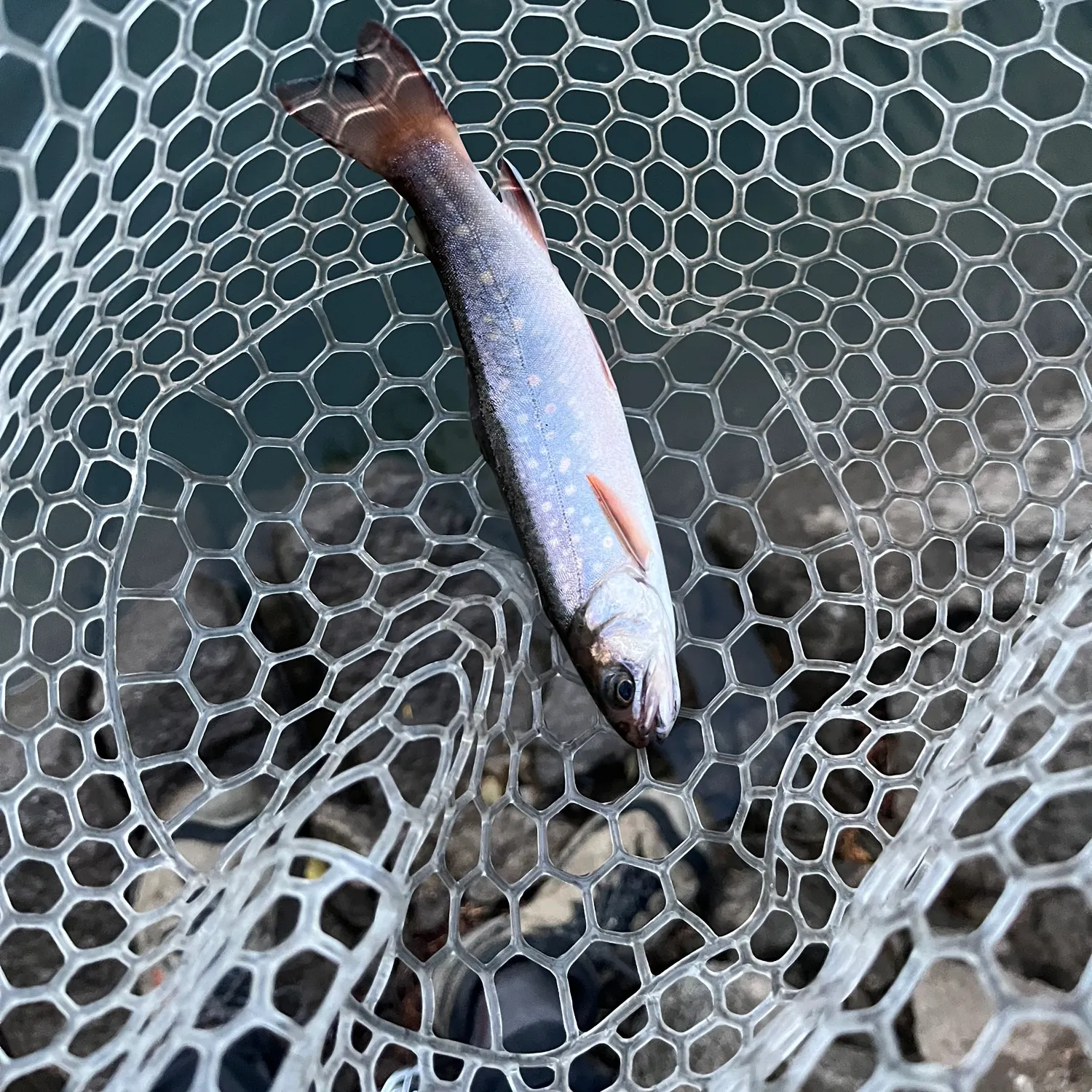 Brook trout caught on Fishbrain