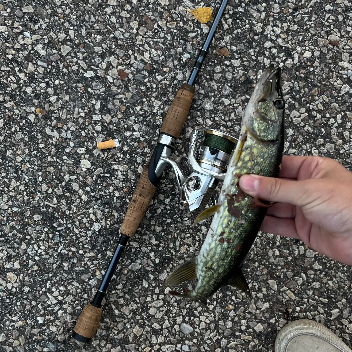 recently logged catches