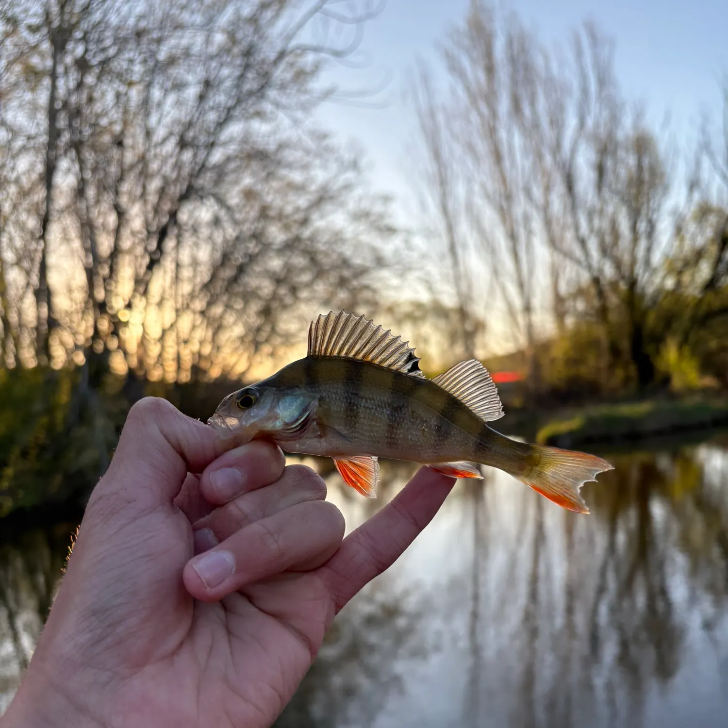 European perch caught on Fishbrain