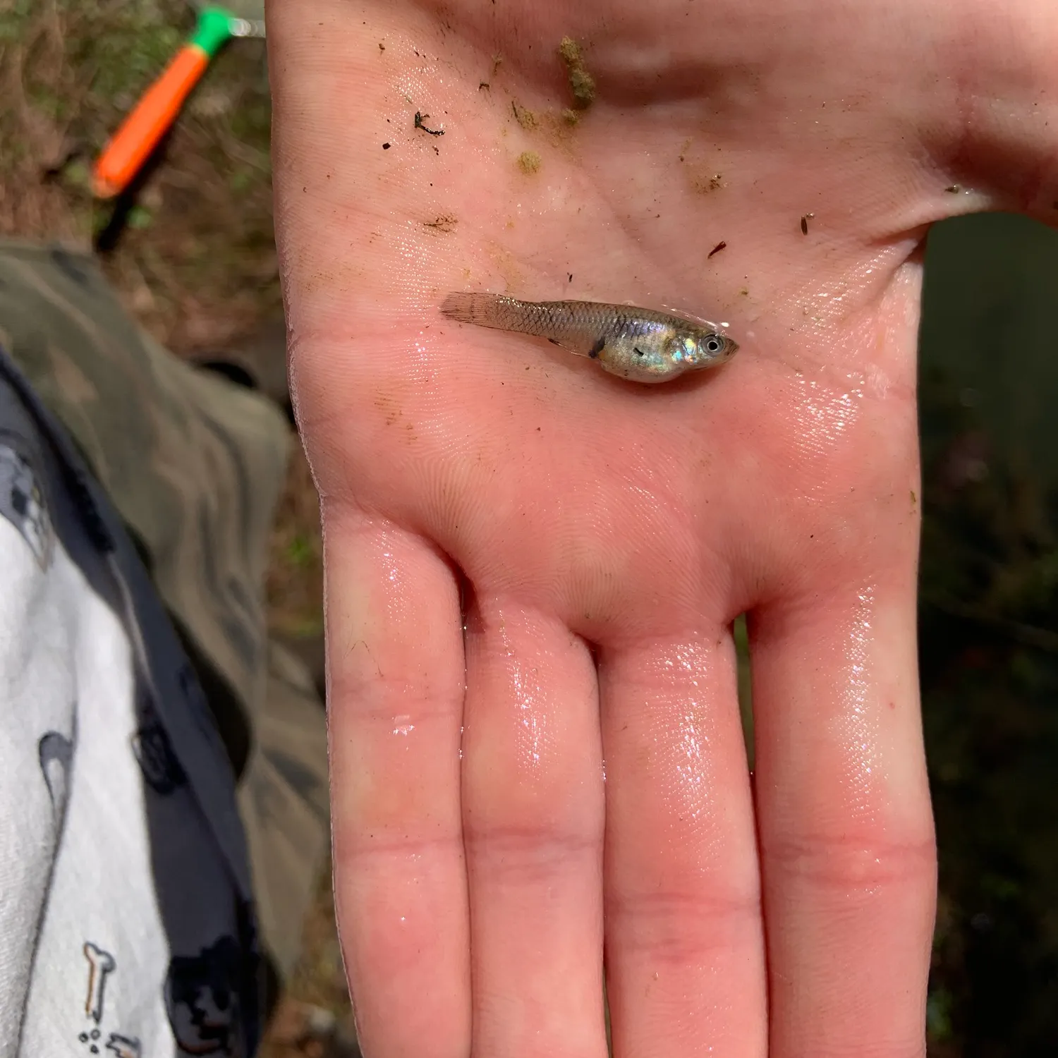 The most recent Eastern mosquitofish catches on Fishbrain