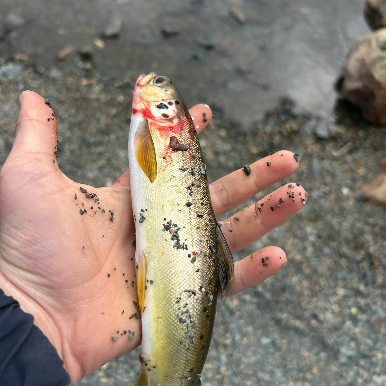 The most recent Atlantic salmon catches on Fishbrain