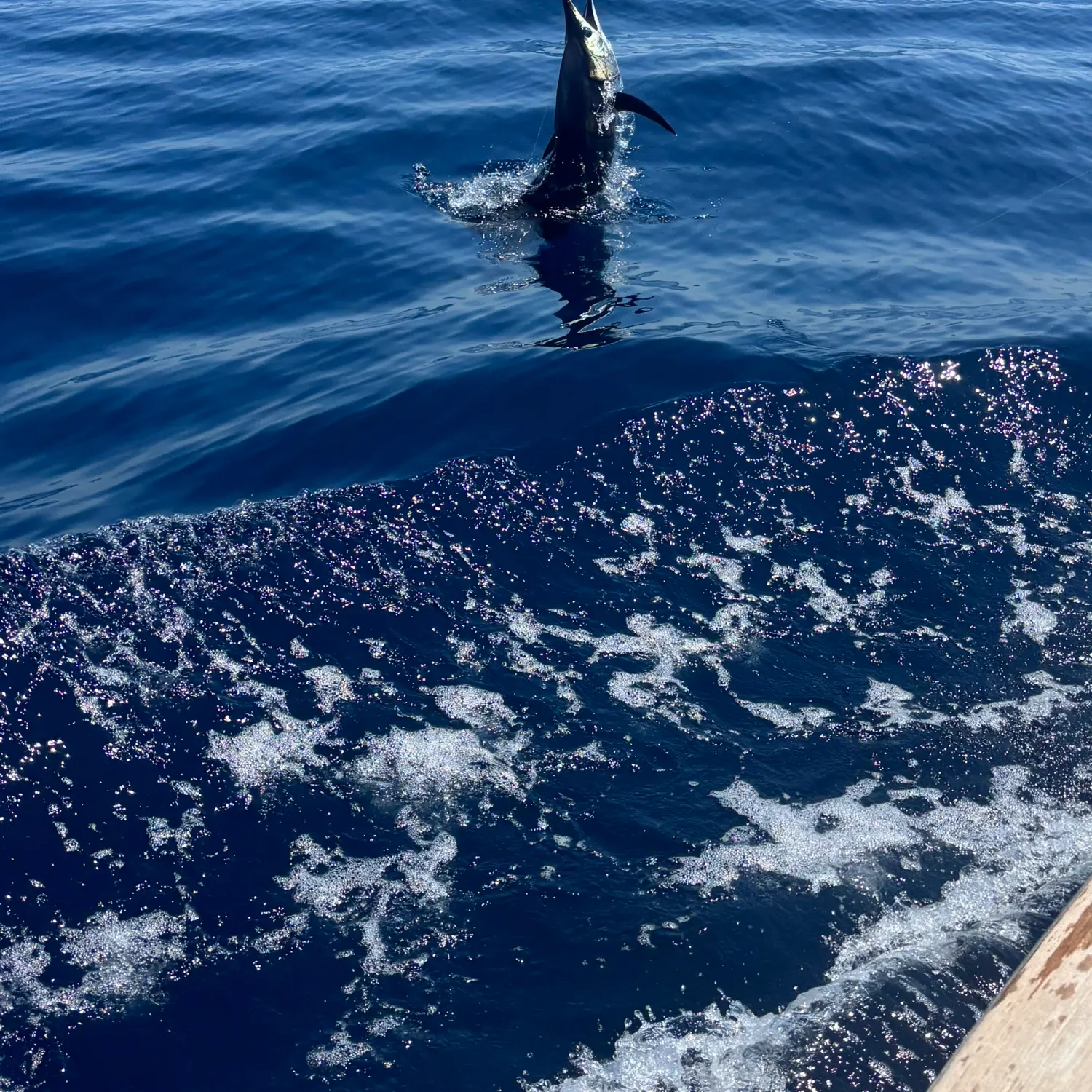 The most recent Swordfish catches on Fishbrain