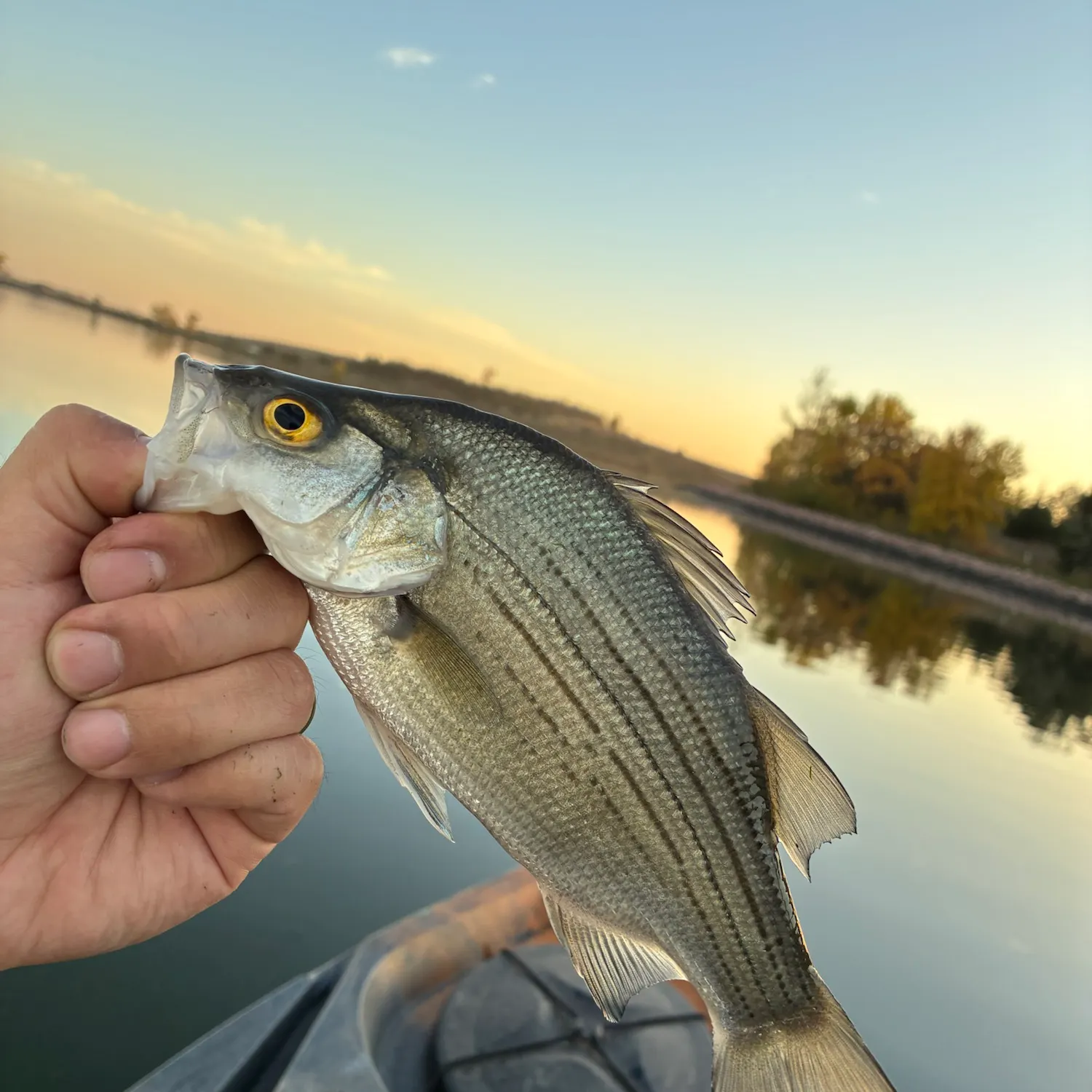 White bass caught on Fishbrain
