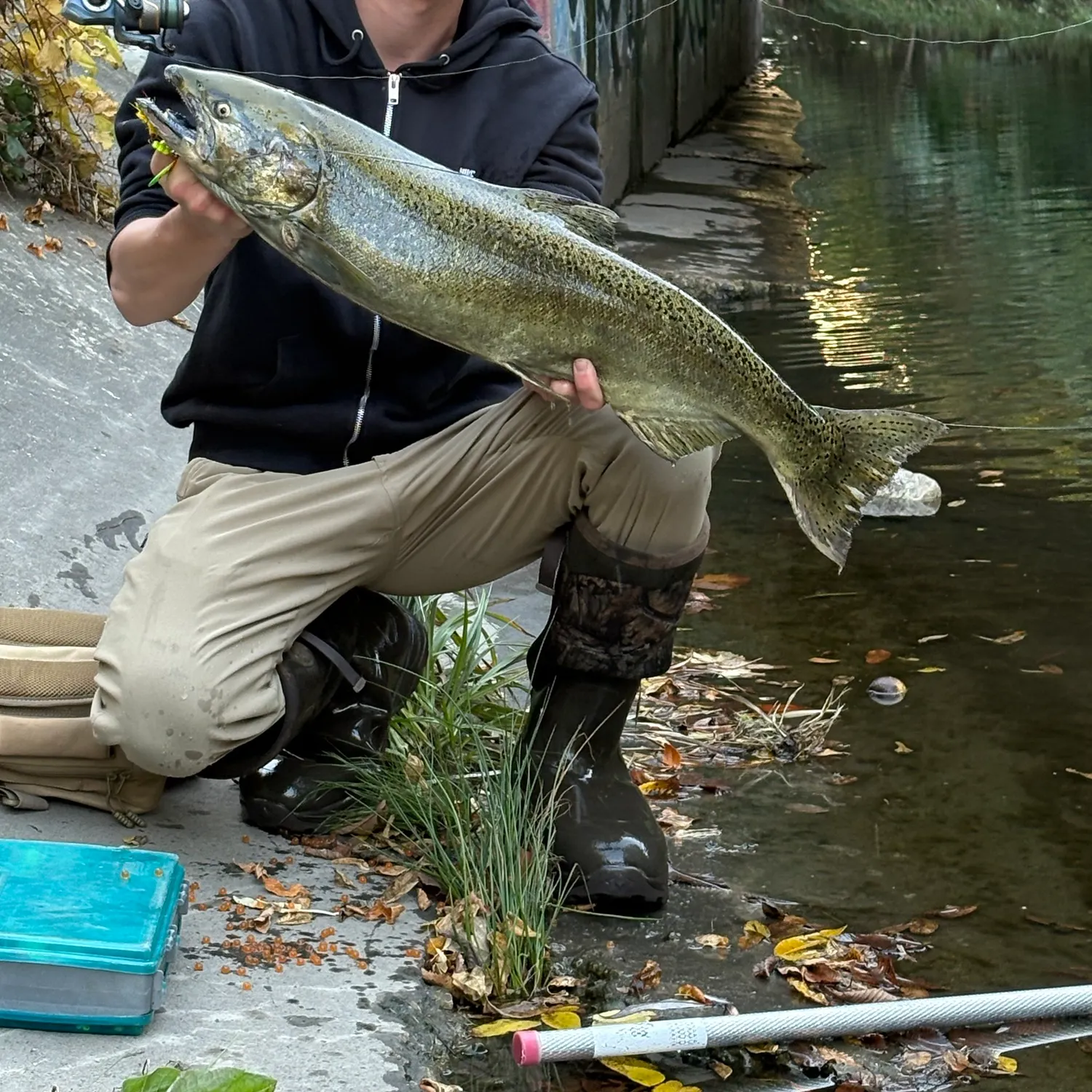 Chinook salmon caught on Fishbrain