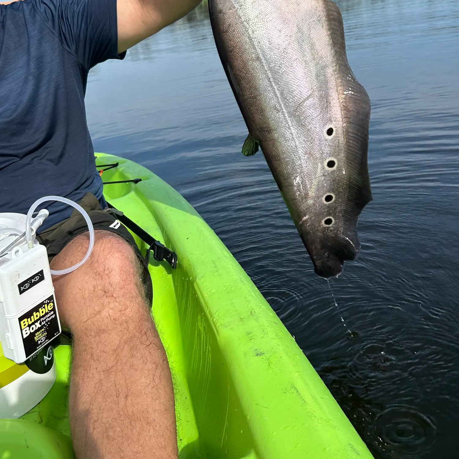 The most recent Clown knifefish catches on Fishbrain
