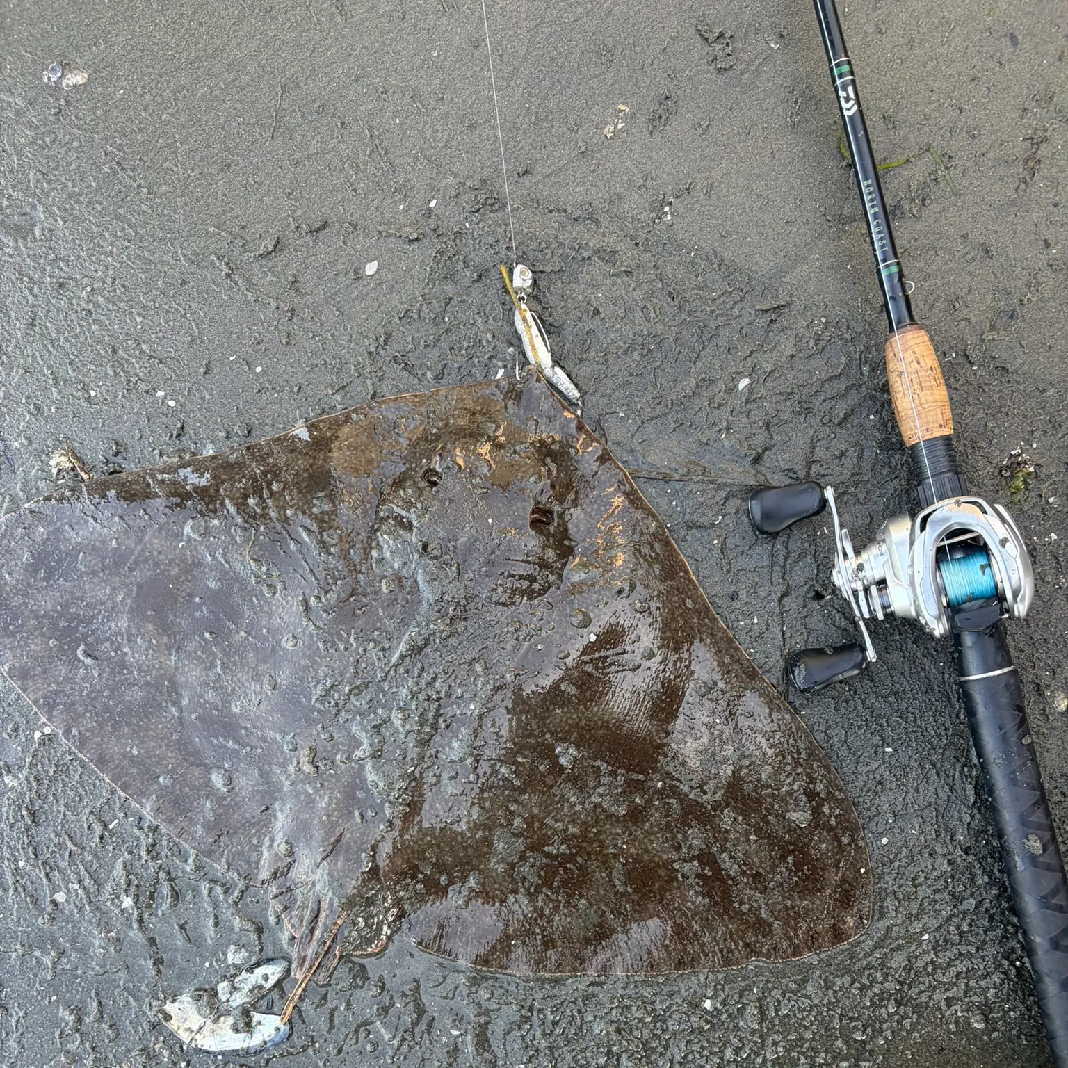 The most recent Spiny butterfly ray catches on Fishbrain