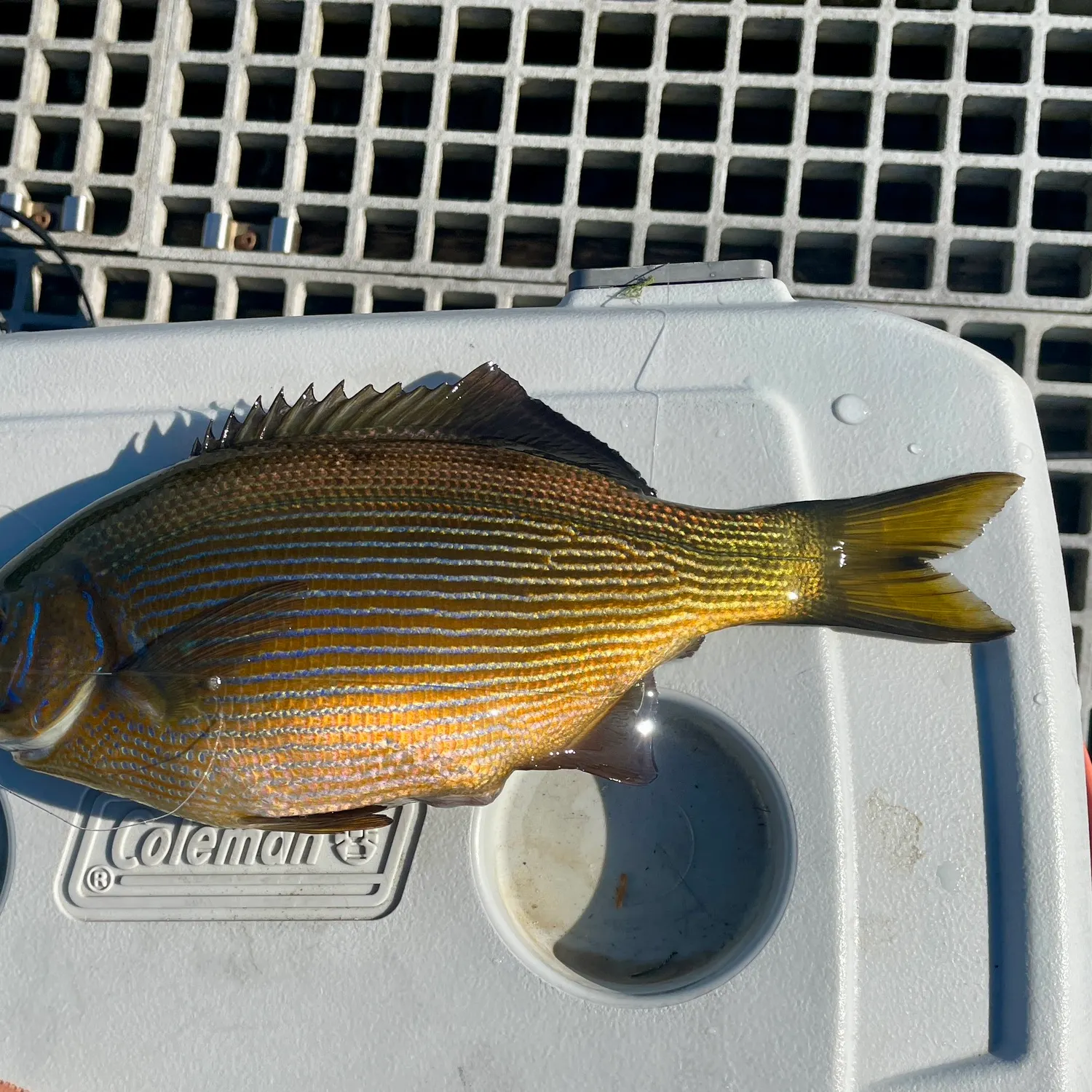 The most recent Striped seaperch catches on Fishbrain
