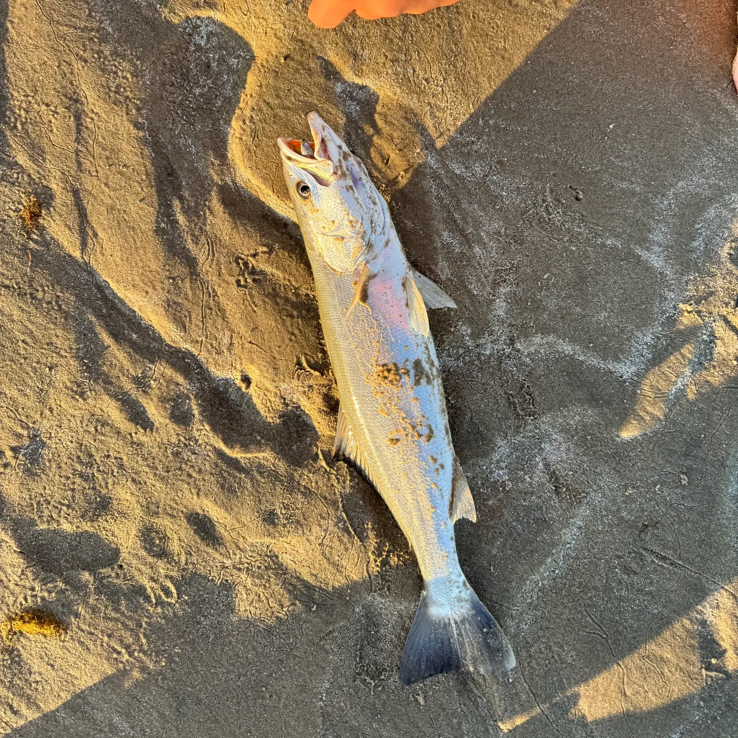 The most recent Shortfin corvina catches on Fishbrain