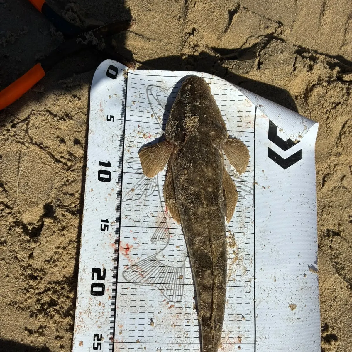 Dusky flathead caught on Fishbrain
