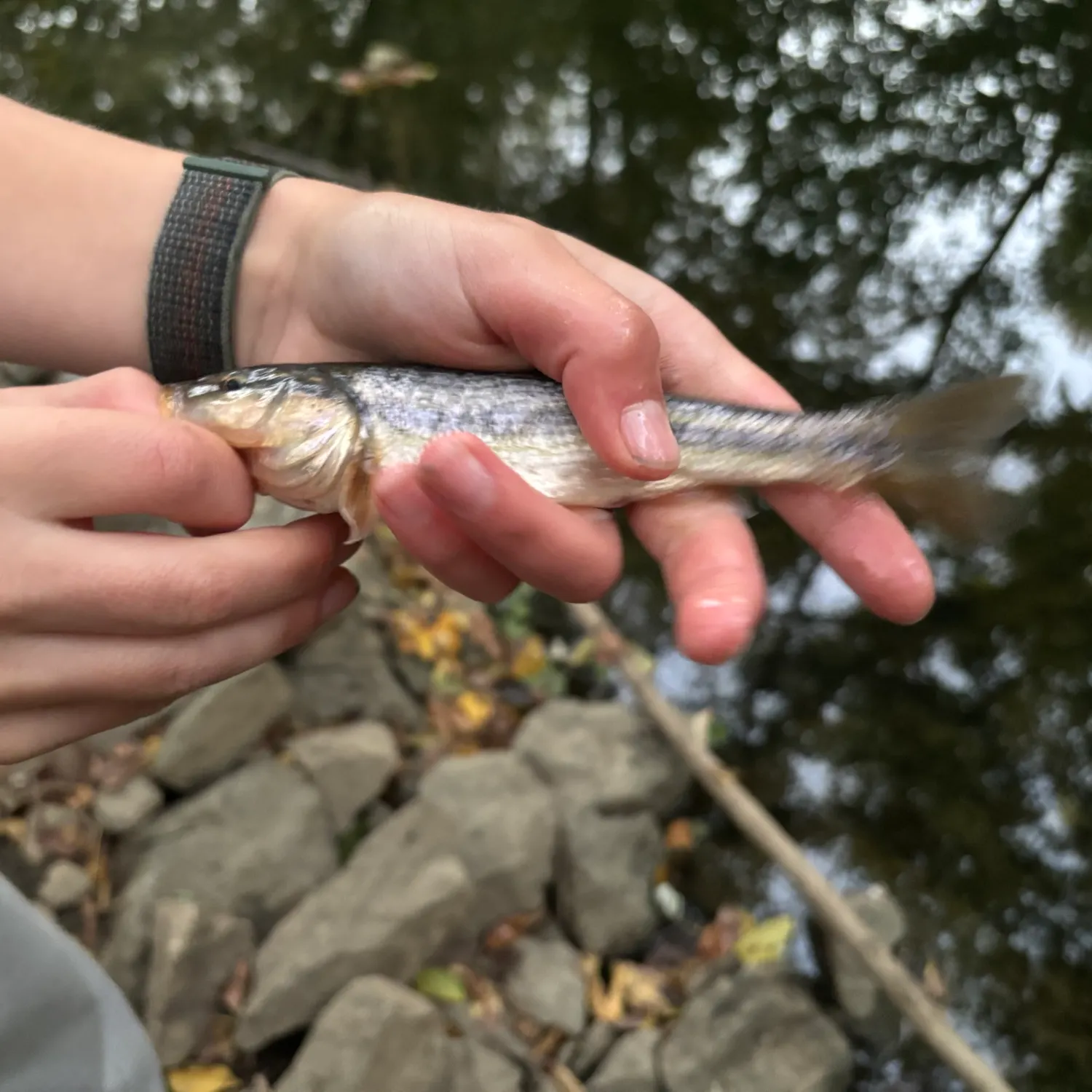 Creek chub caught on Fishbrain