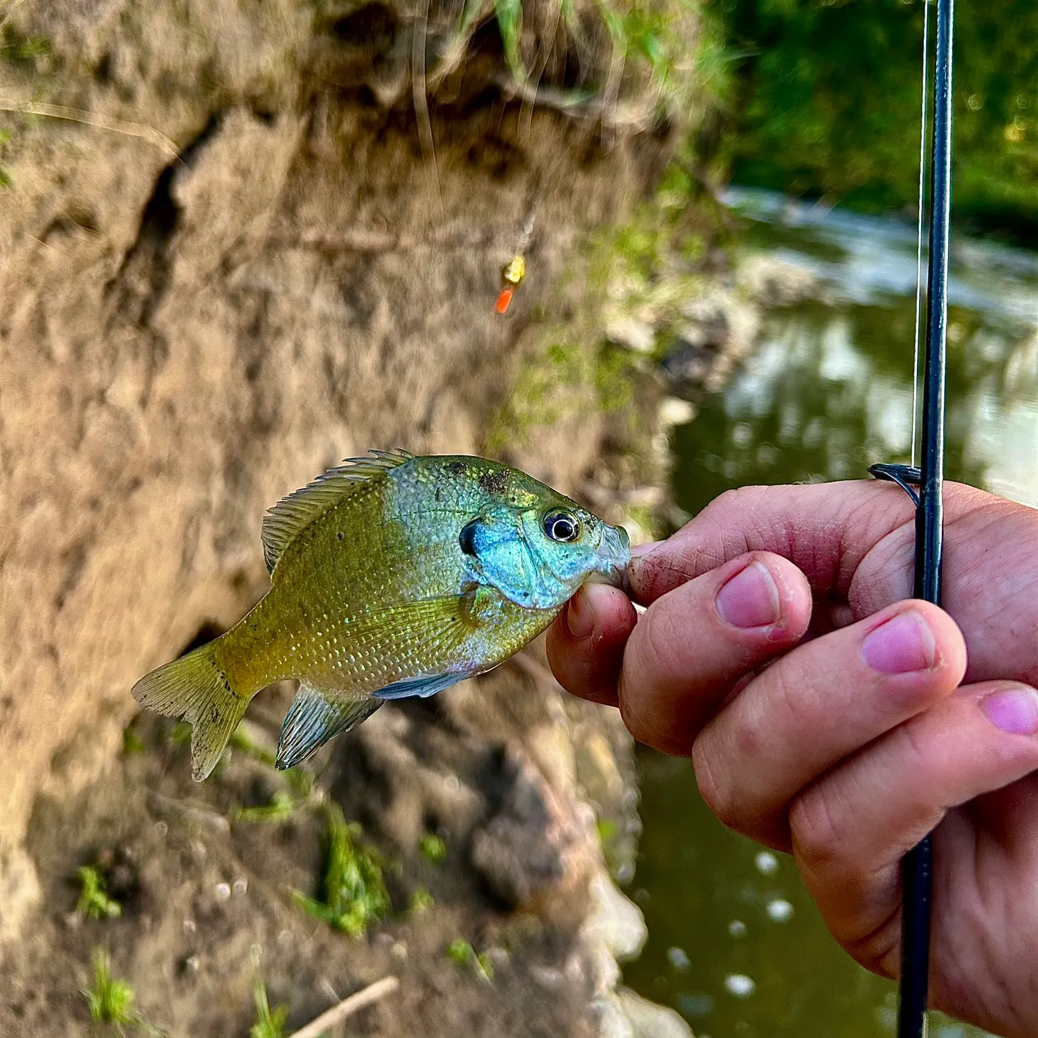 Bluegill caught on Fishbrain