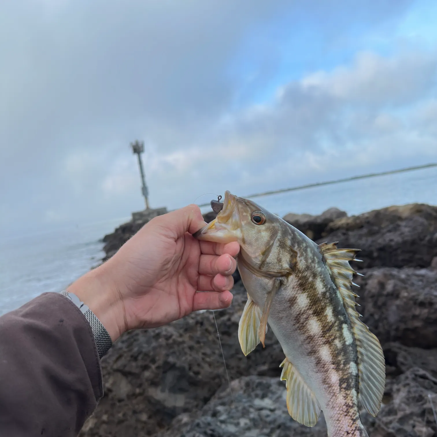 The most recent Kelp bass catches on Fishbrain