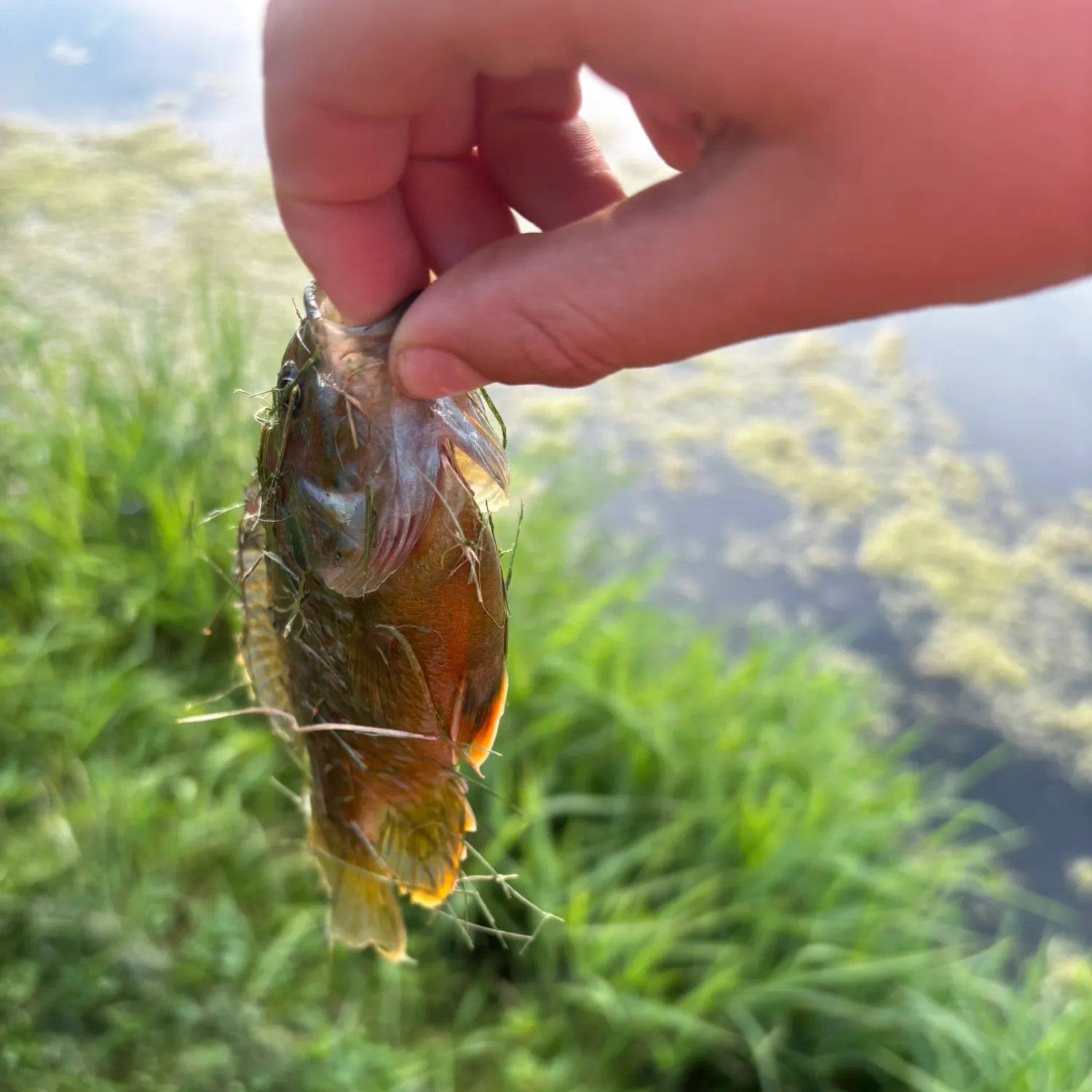 The most recent Redbreast × green sunfish catches on Fishbrain
