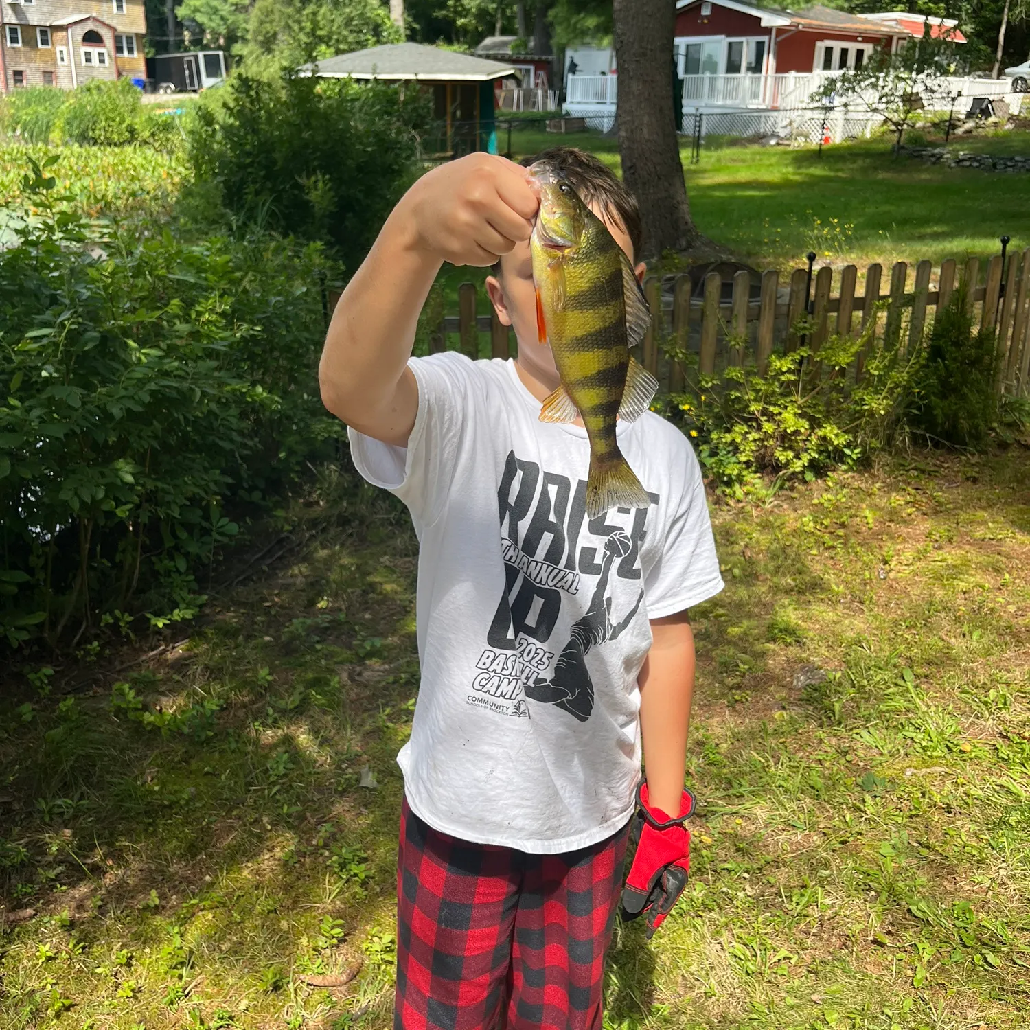Yellow perch caught on Fishbrain