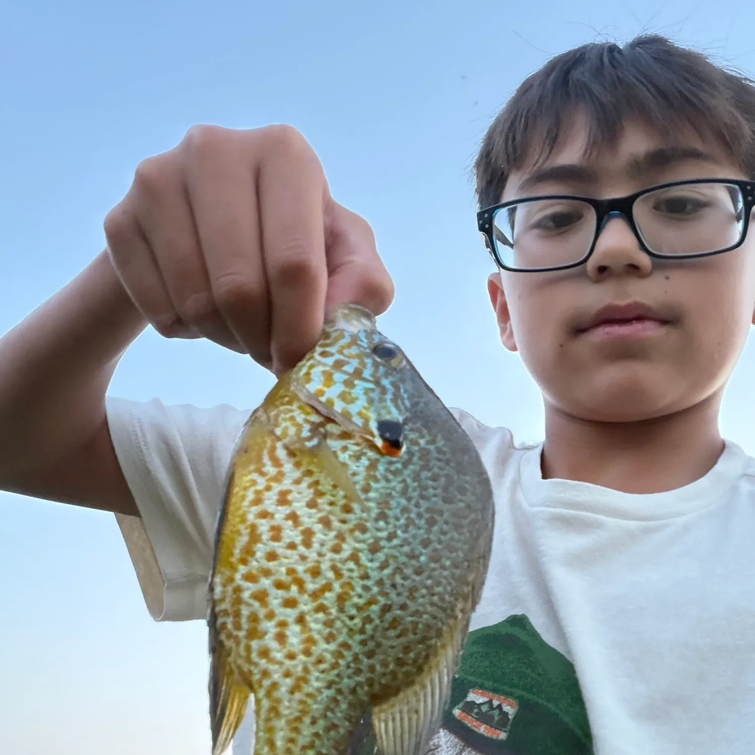 Pumpkinseed caught on Fishbrain