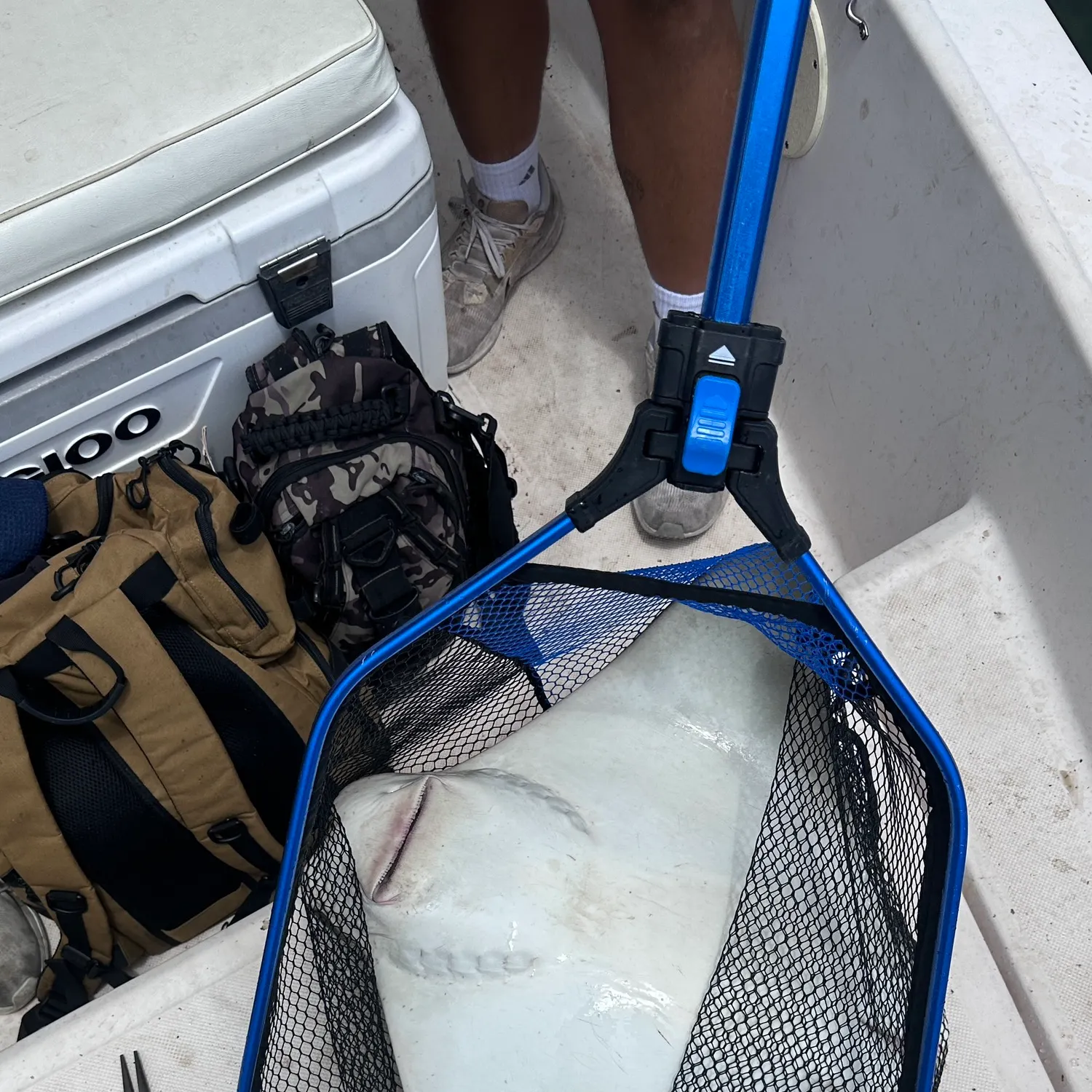 The most recent Short-tail stingray catches on Fishbrain