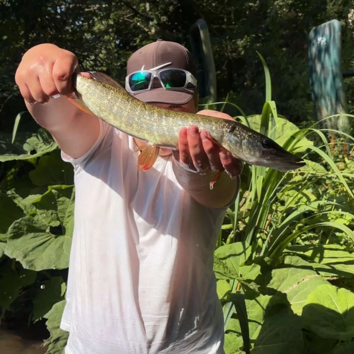 Northern pike caught on Fishbrain