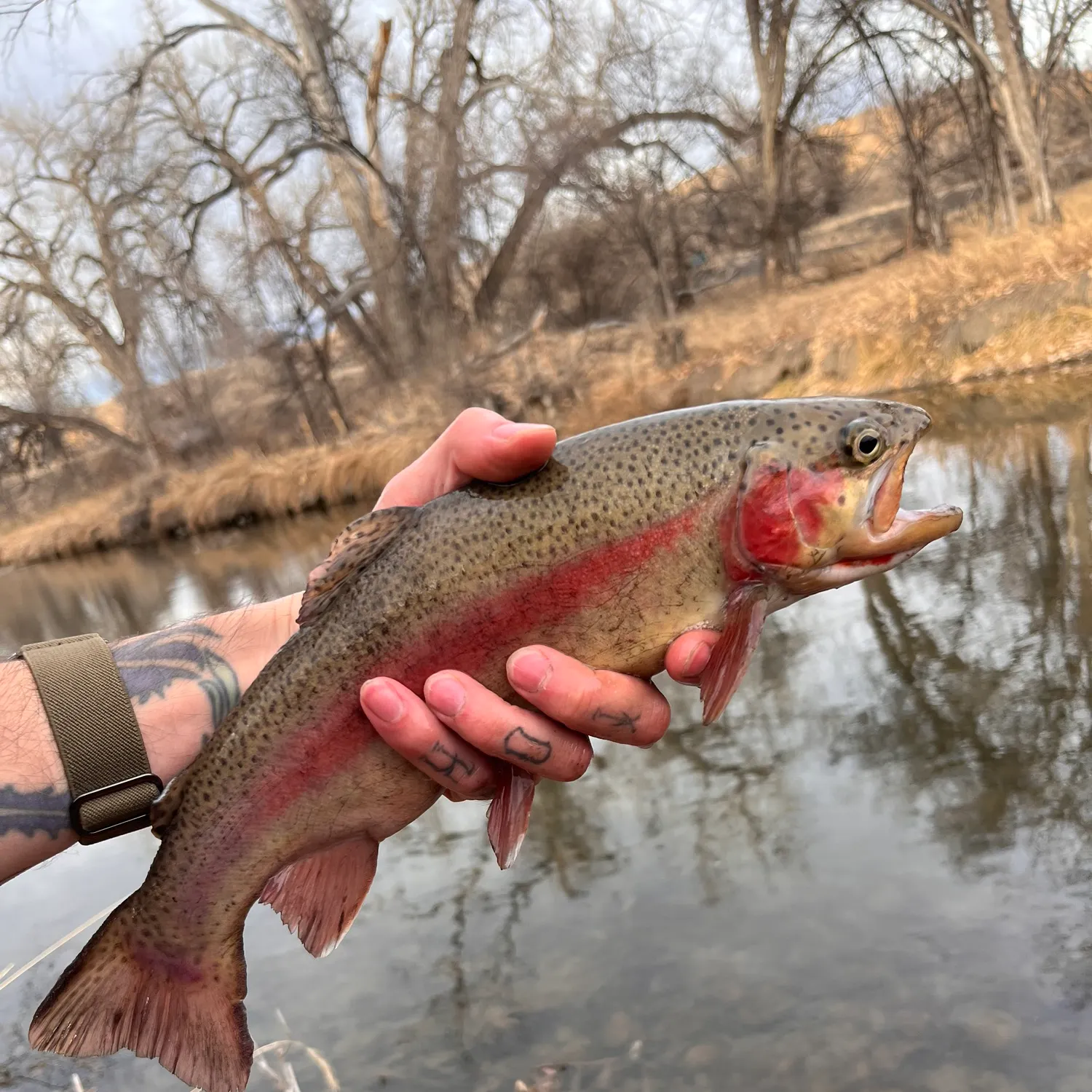 The most recent Cutbow catches on Fishbrain