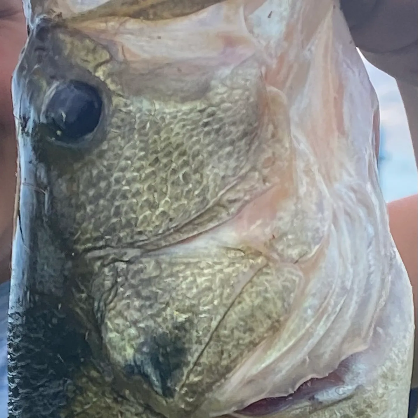 Fish caught on Fishbrain