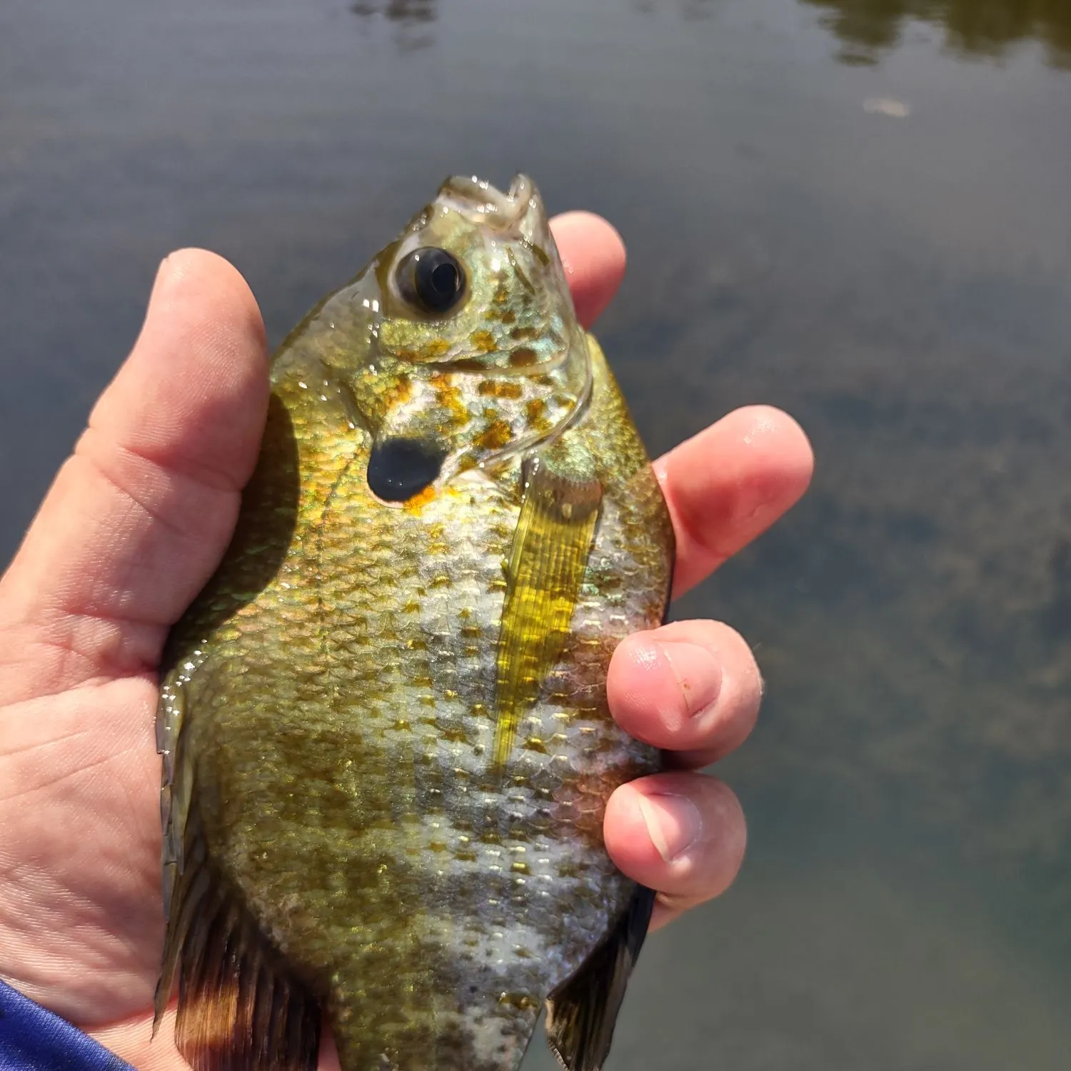 Bluegill caught on Fishbrain