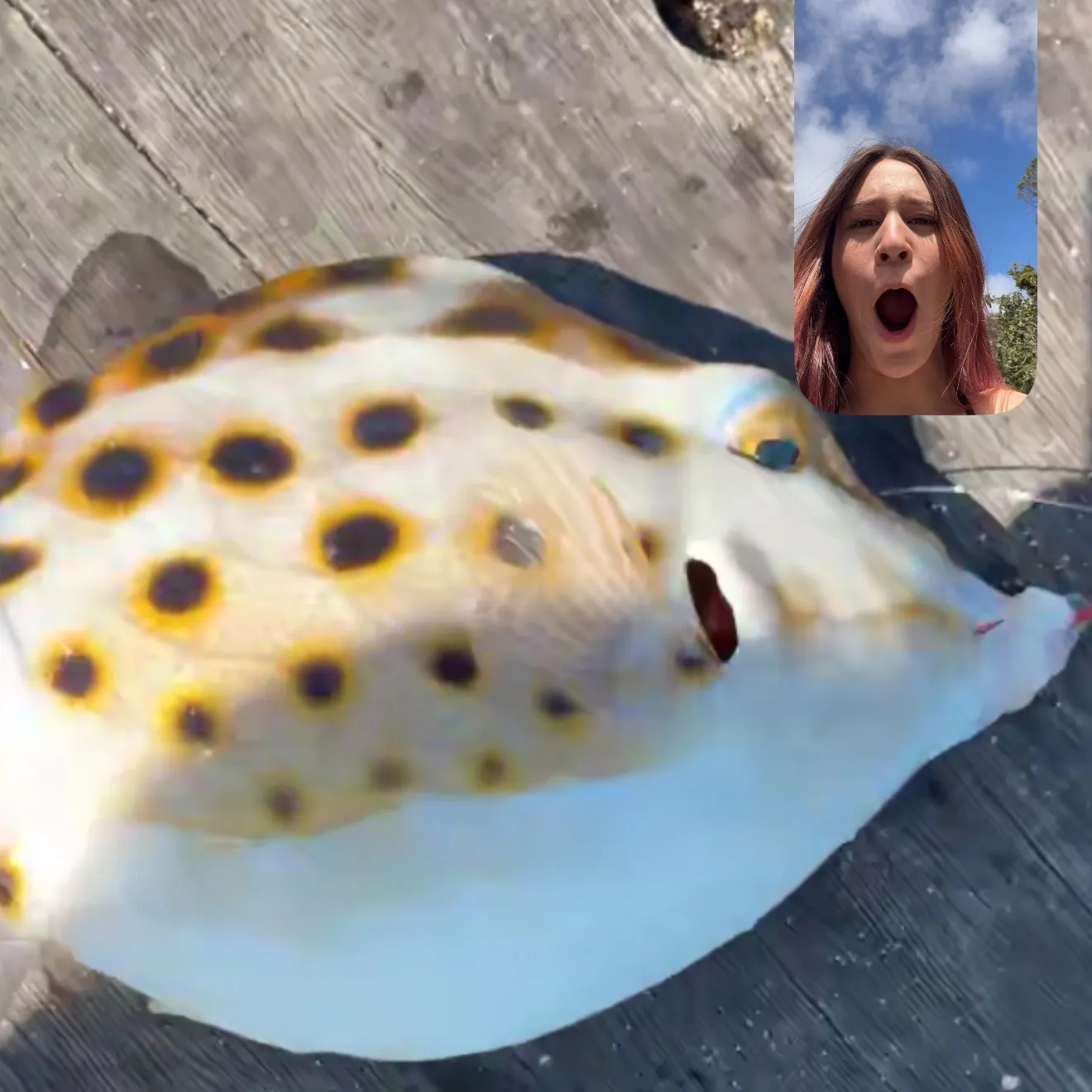 Fish caught on Fishbrain