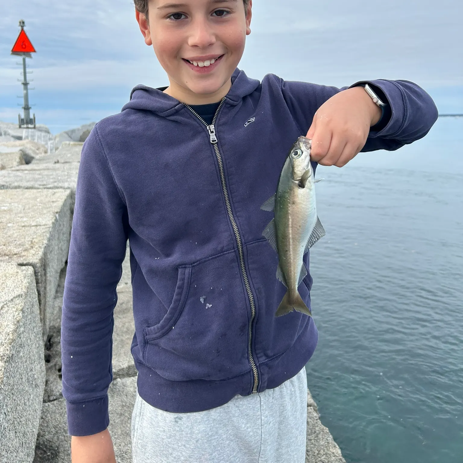 The most recent Atlantic pollock catches on Fishbrain