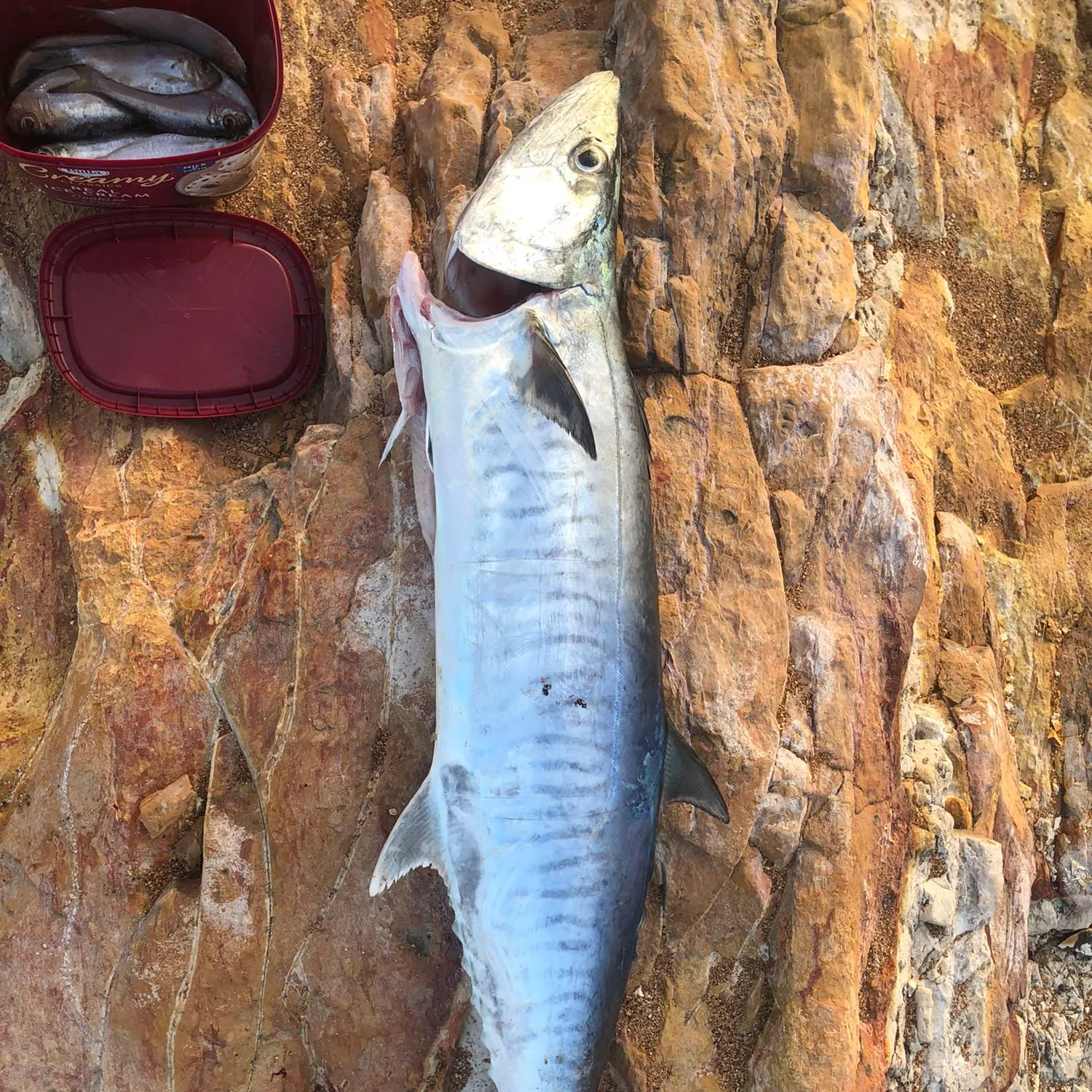 King mackerel caught on Fishbrain