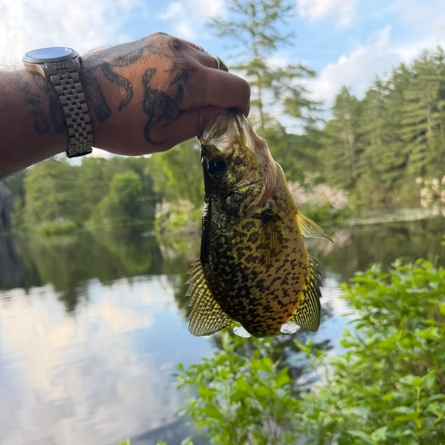 recently logged catches