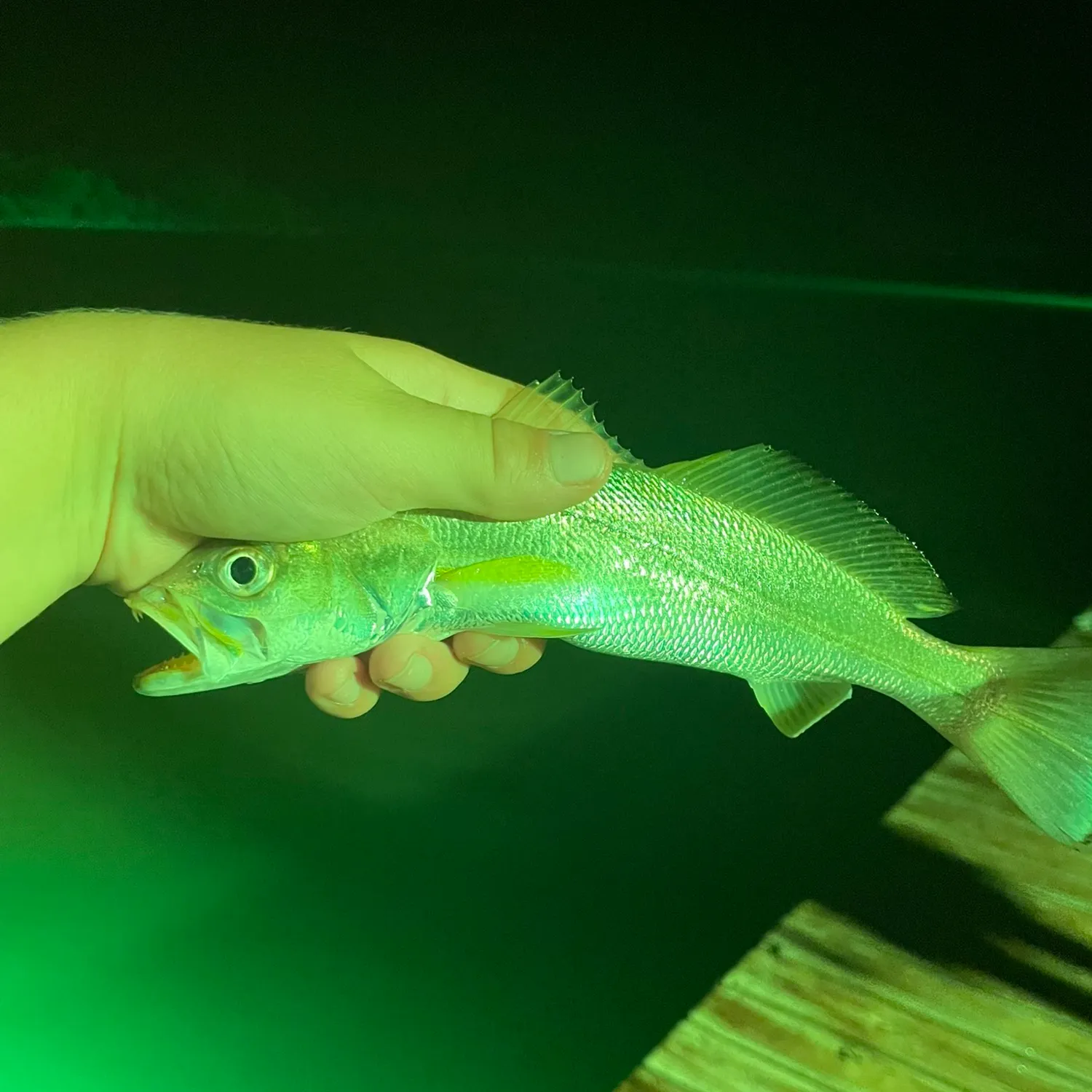 The most recent Sand seatrout catches on Fishbrain