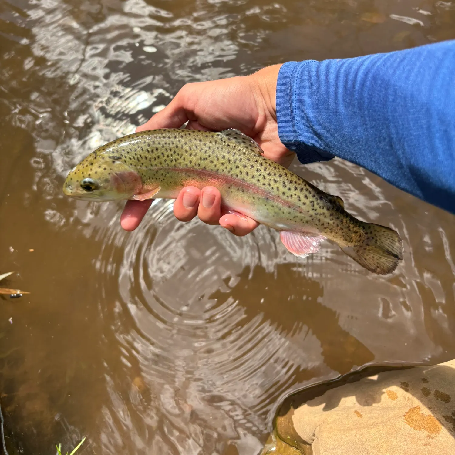 Rainbow trout caught on Fishbrain