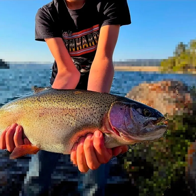 Rainbow trout caught on Fishbrain