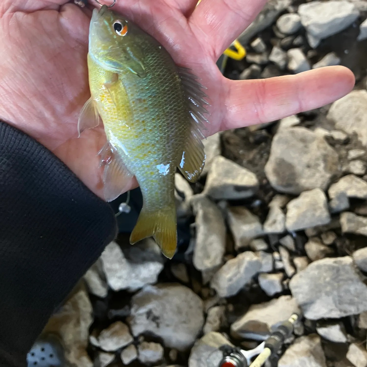 Redbreast sunfish caught on Fishbrain