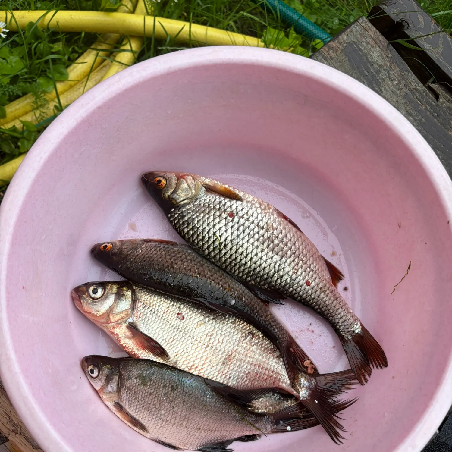 Common bream caught on Fishbrain