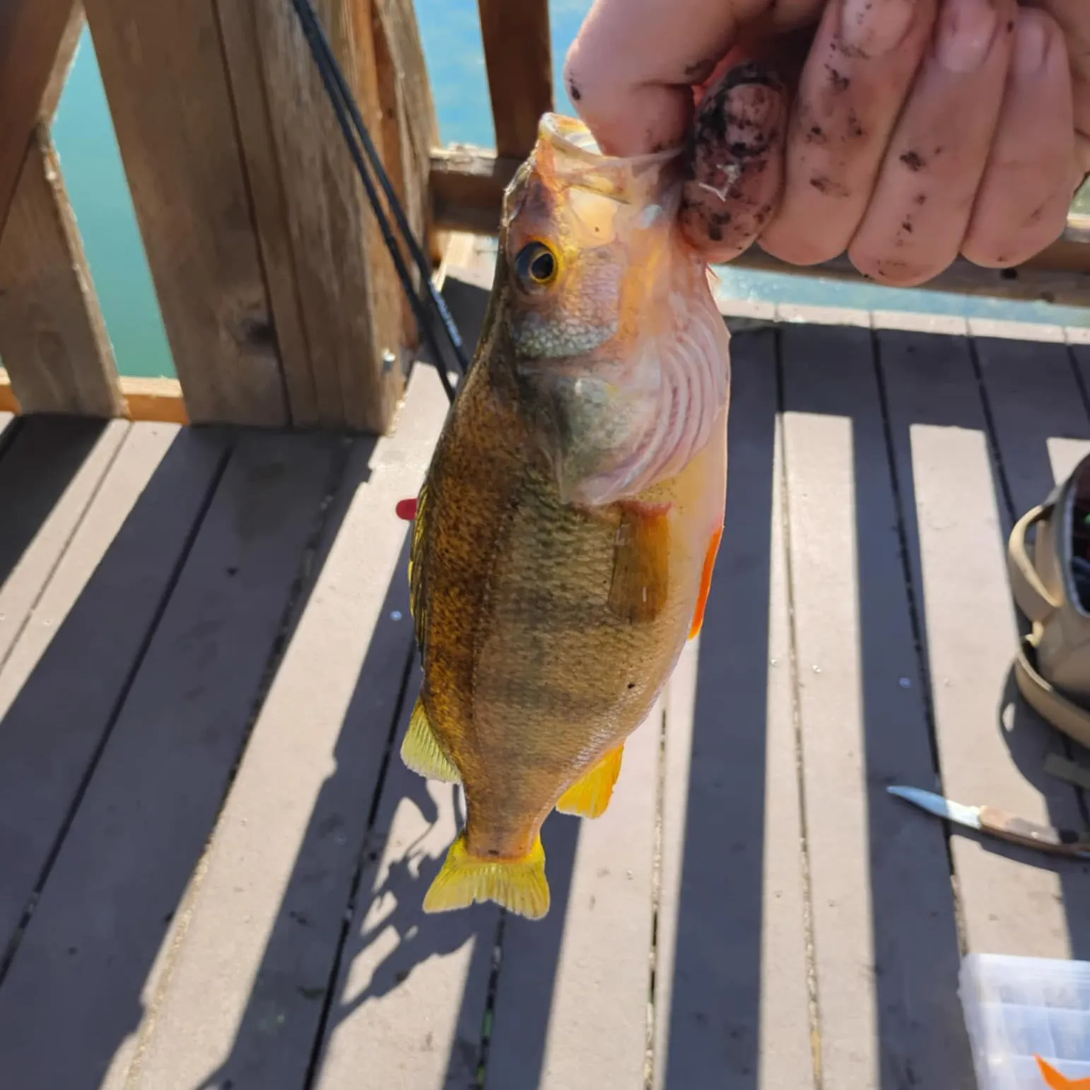angler catch