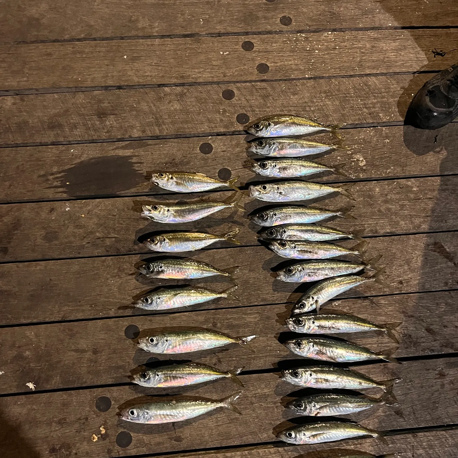 Yellowtail scad caught on Fishbrain
