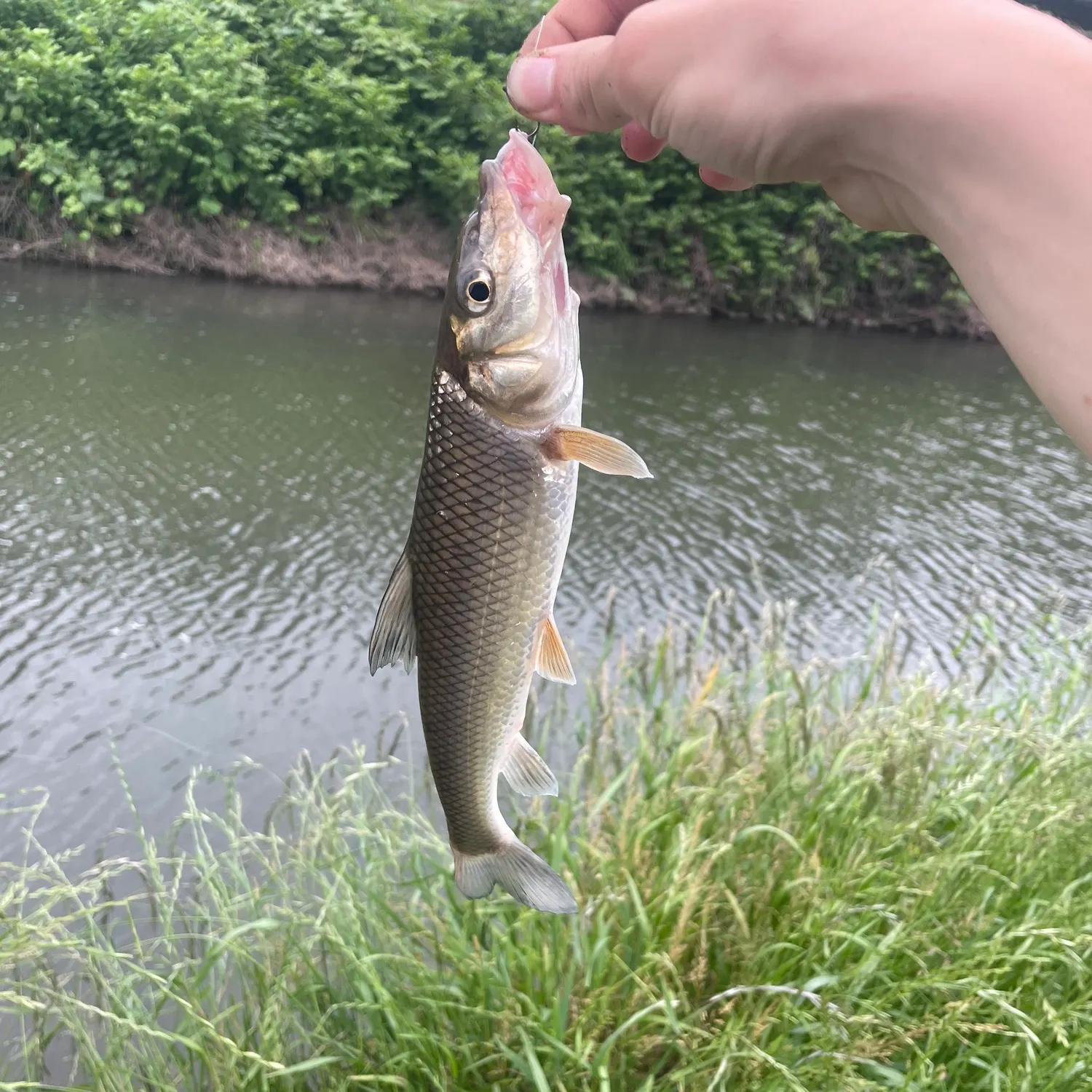The most recent Barbel steed catches on Fishbrain