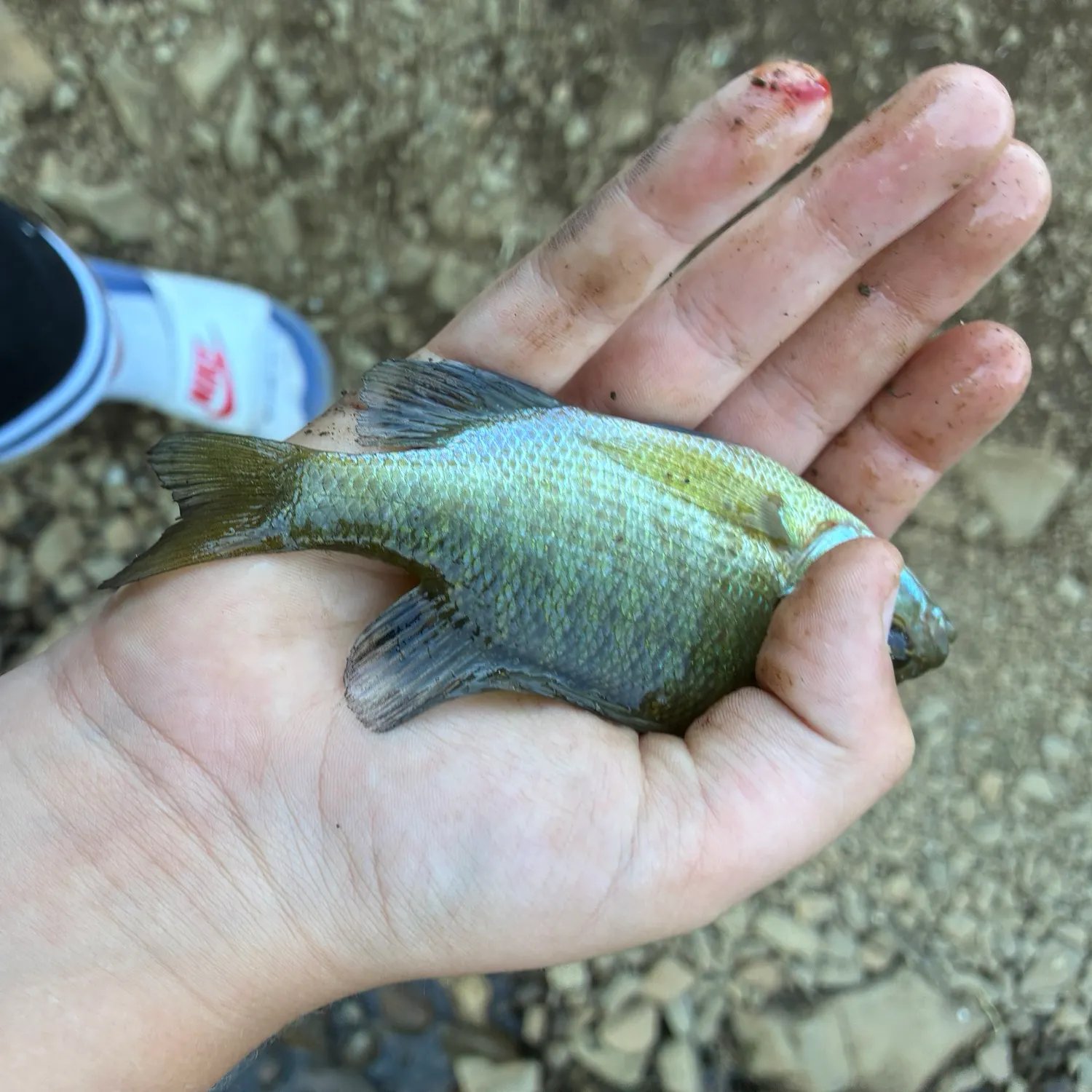 Bluegill caught on Fishbrain