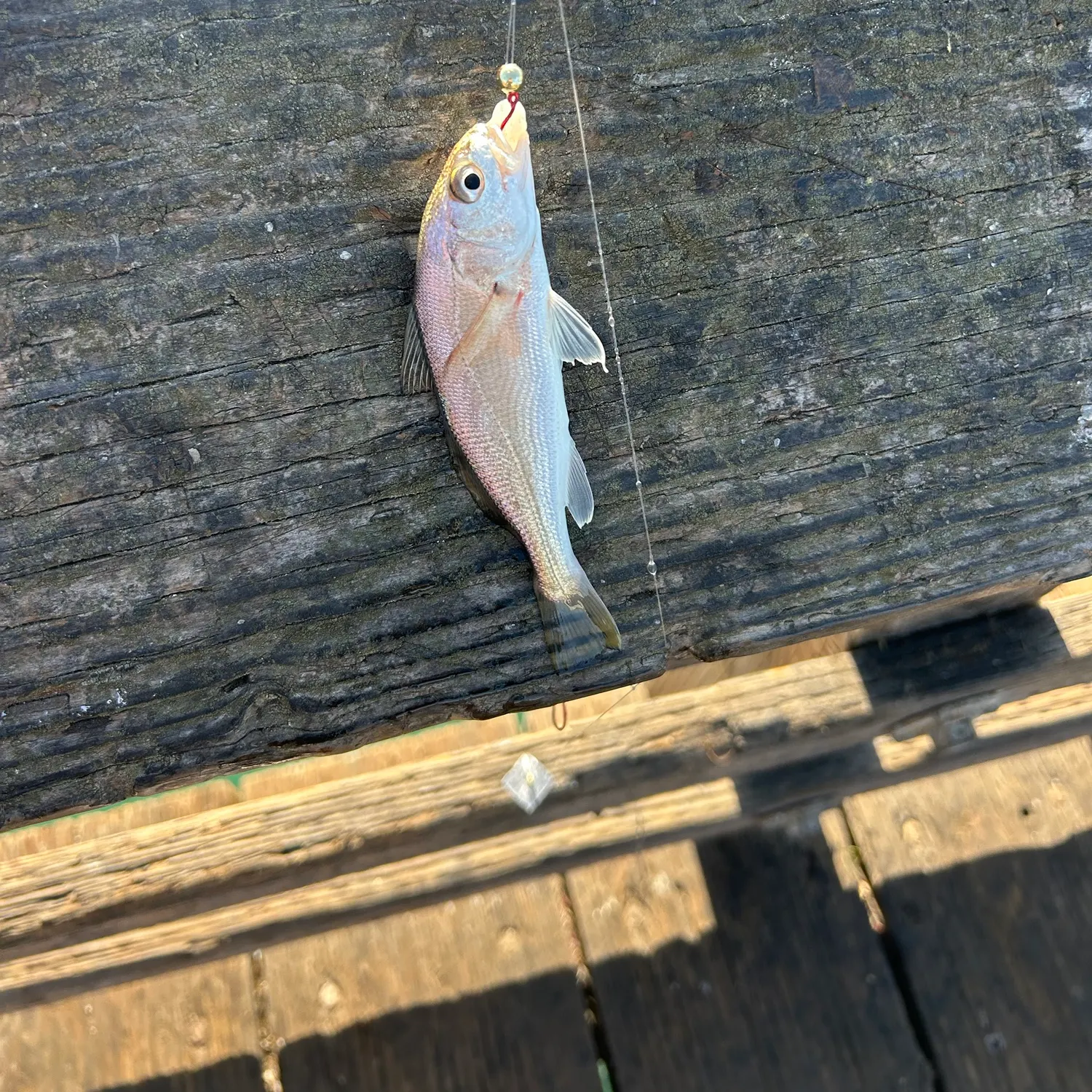 White croaker caught on Fishbrain