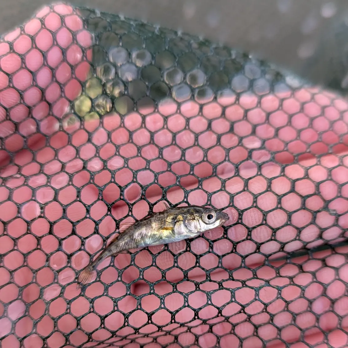 The most recent Three-spined stickleback catches on Fishbrain