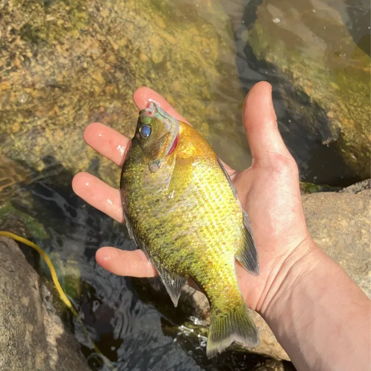 angler catch