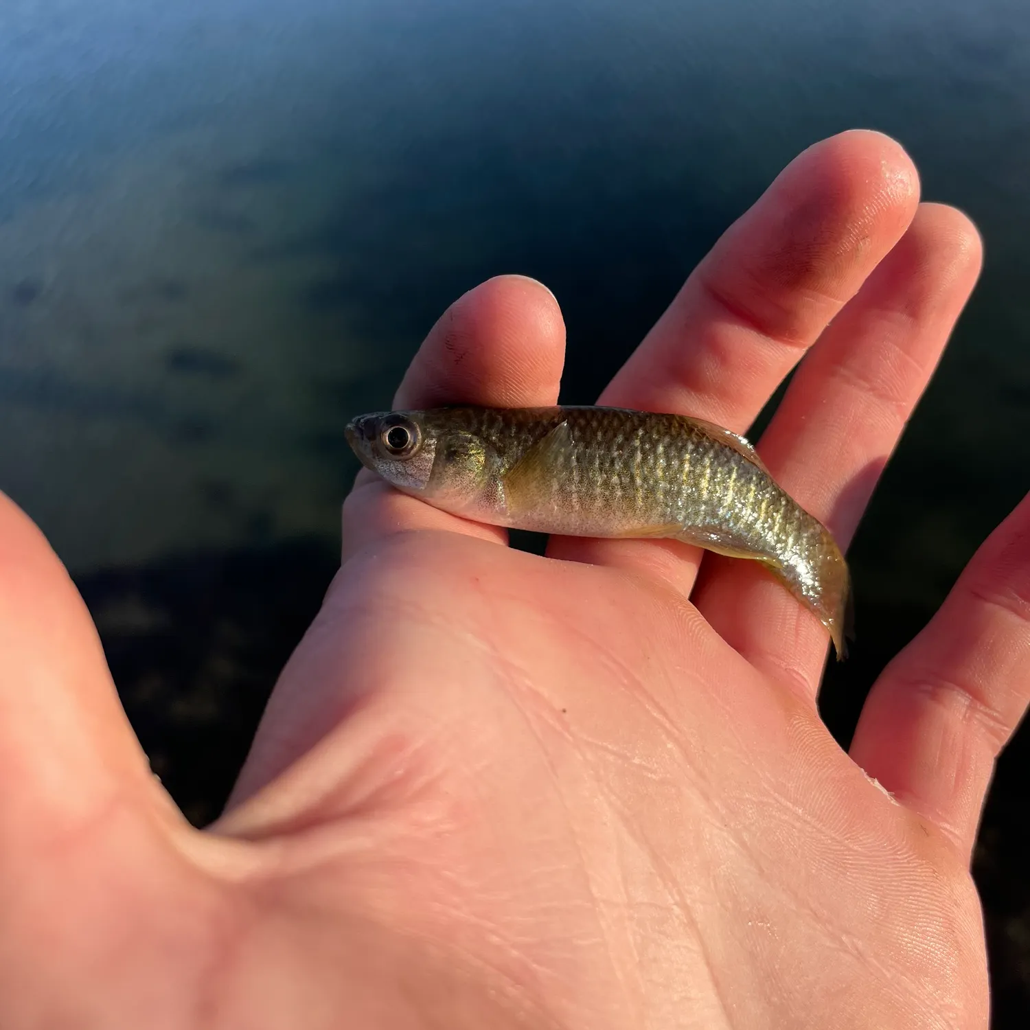 The most recent Mummichog catches on Fishbrain